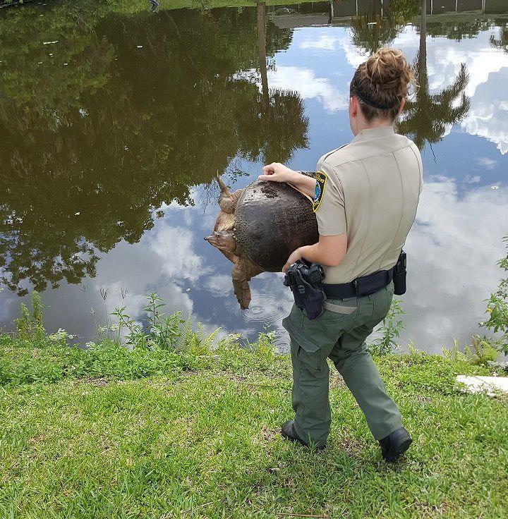 Officer Warram releasing a soft shell turtle